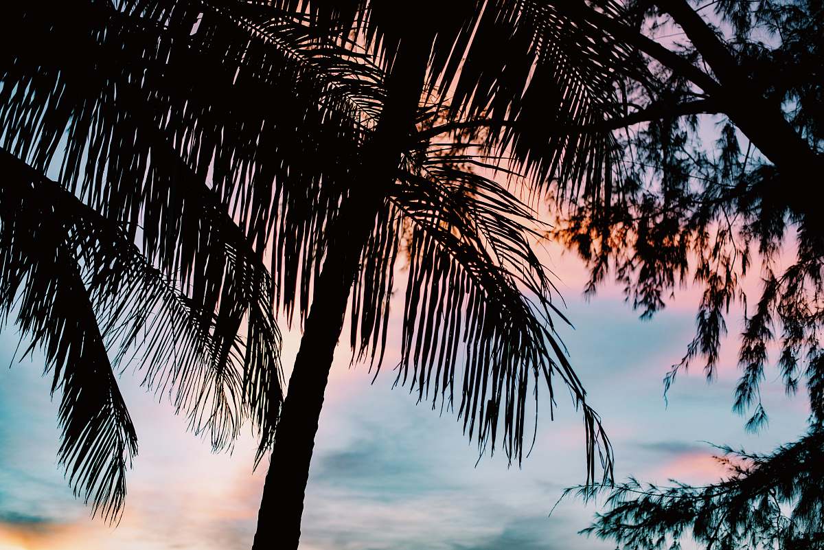 palm tree silhouette trees koh chang